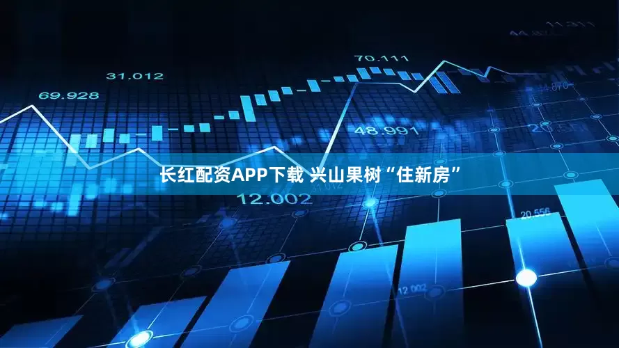 长红配资APP下载 兴山果树“住新房”
